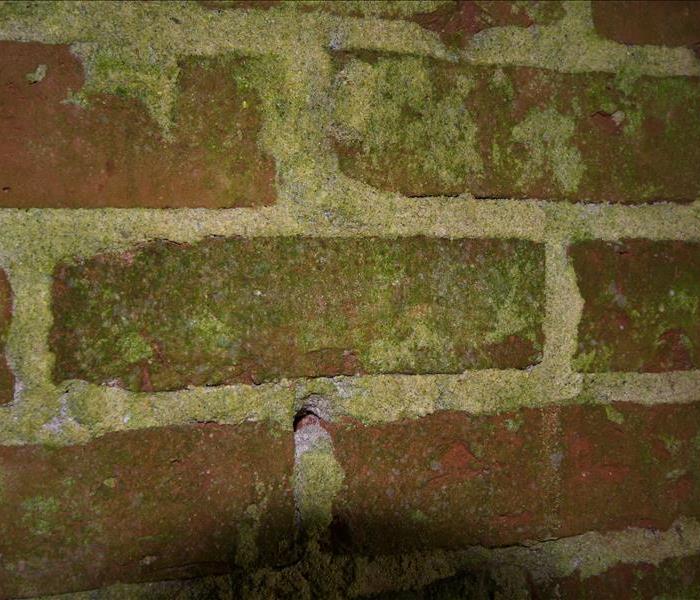 Mold on a brick wall.