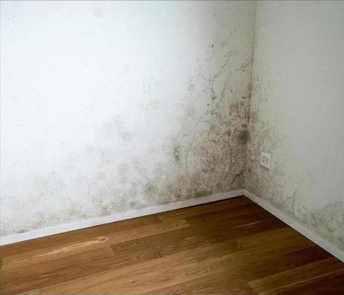 black mold on a wall
